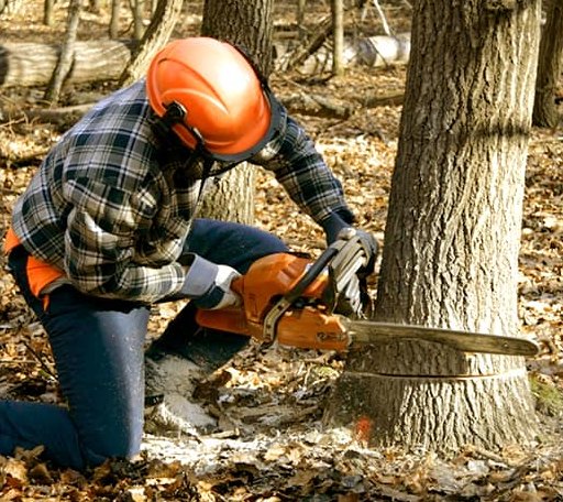 Tree Removal in Evant, TX